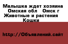 Малышка ждет хозяина - Омская обл., Омск г. Животные и растения » Кошки   